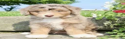 Mini Aussiedoodle dogs for sale: Clyde - Ad 2