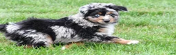 Miniature Australian Shepherd dogs for sale: Wilson - Ad 6