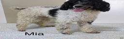 Mini Aussiedoodle dogs for sale: Gunner - Ad 8