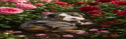 English Bulldog dogs for sale: Buddy - Ad 3