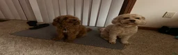 Cavapoo dogs for sale: Cavapoo Puppy 2 - Ad 2