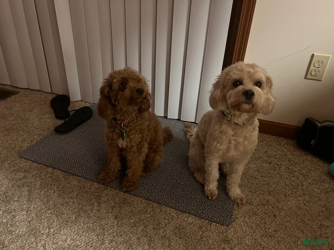 Cavapoo dogs for sale: Cavapoo Puppy 2 - Ad 2