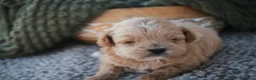 Shihpoo dogs for sale: Harold Shihpoo  - Ad 5
