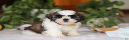 Shih Tzu dogs for sale: Liam - Ad 4