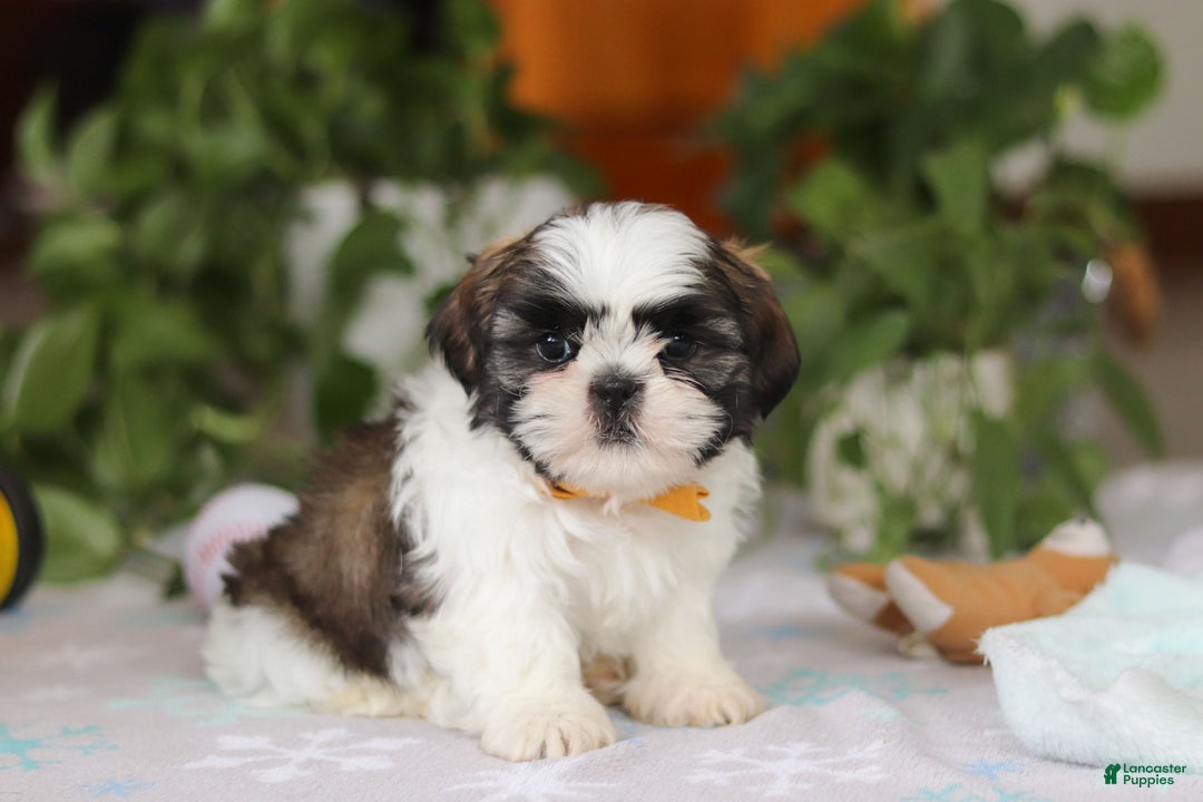 Shih Tzu dogs for sale: Liam - Ad 4