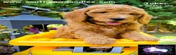 Goldendoodle dogs for sale: Joker - Ad 3