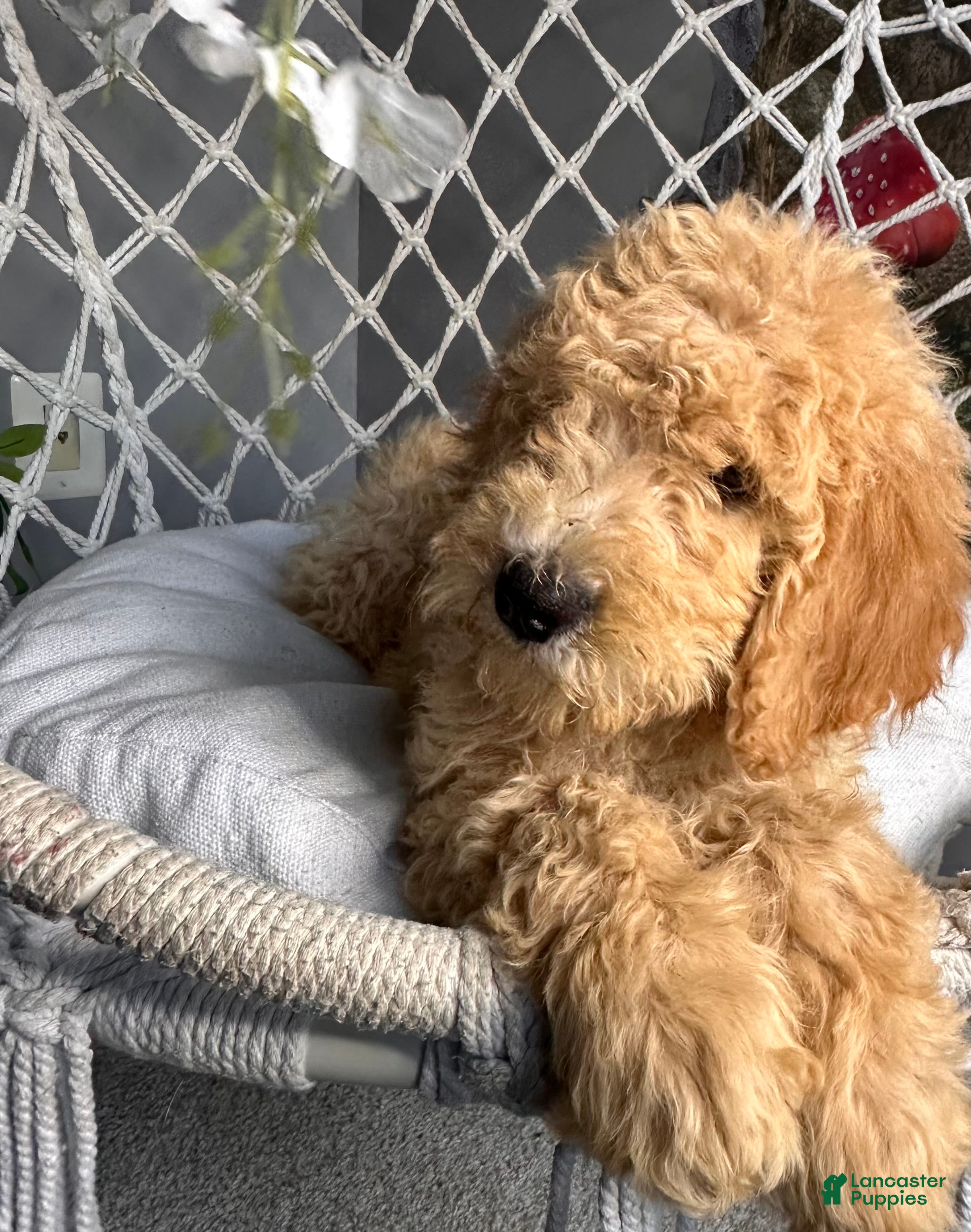 Goldendoodle dogs for sale: Goldendoodle 1 - Ad 1