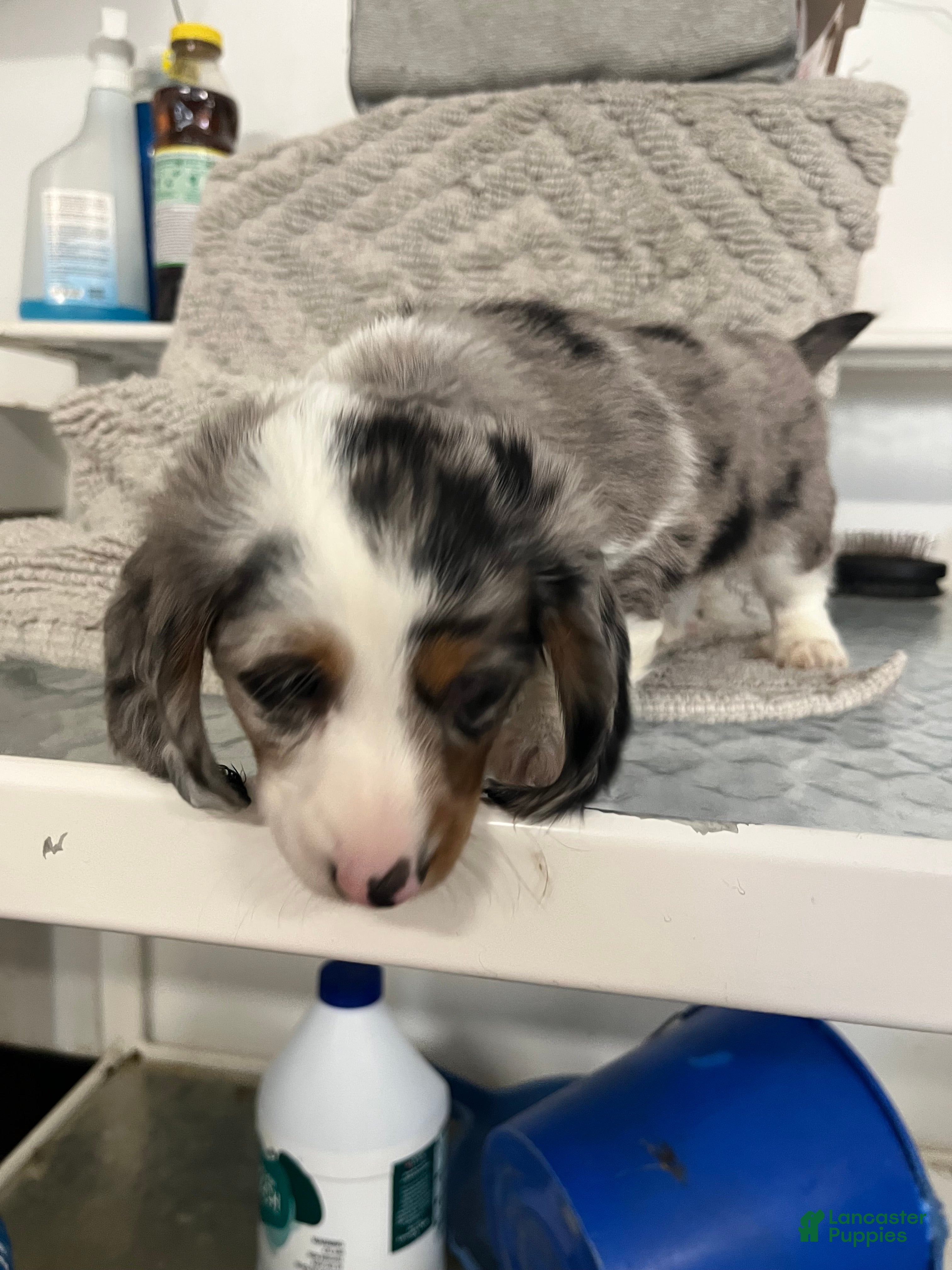 Miniature Dachshund dogs Rascal  - Ad 2