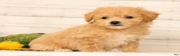 Bichpoo dogs for sale: Oaklynn - Ad 6