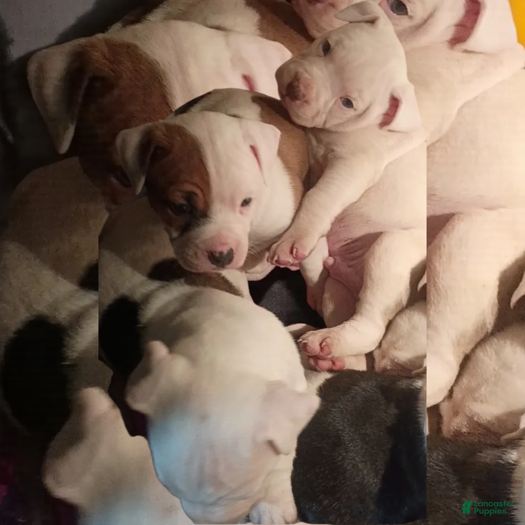 American Staffordshire Terrier dogs for sale: American Staffordshire Terrier Puppy 6 - Ad 13