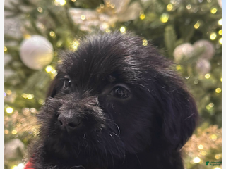 Mixed Breed dogs Mixed Breed Puppy 1 - Ad 40