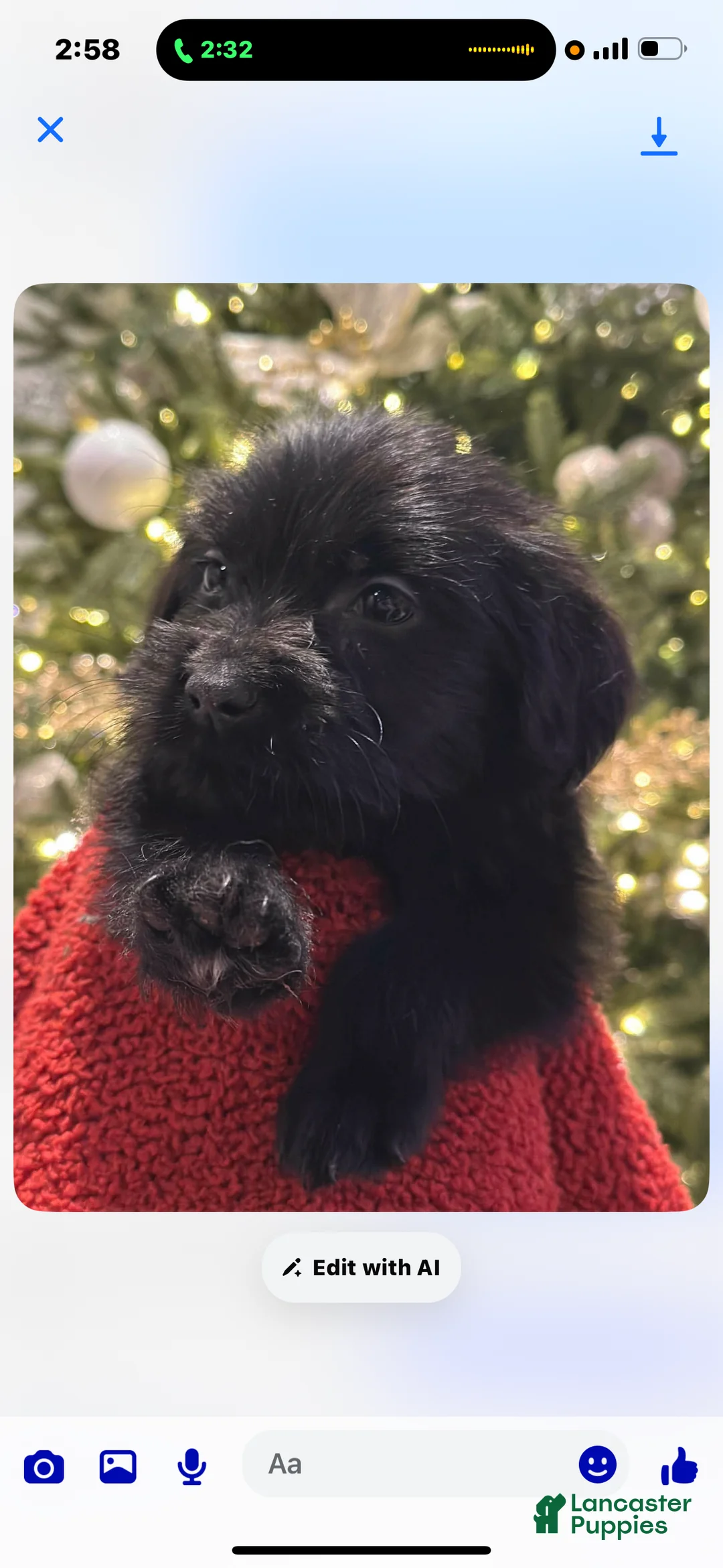 Mixed Breed dogs for sale: Mixed Breed Puppy 1 - Ad 1