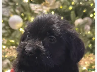 Mixed Breed dogs Mixed Breed Puppy 1 - Ad 21