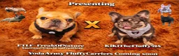 French Bulldog dogs for sale: French Bulldog 2 - Ad 11