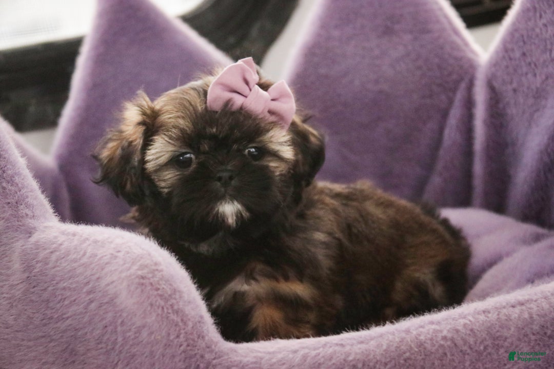 Shih Tzu dogs for sale: Pansy - Ad 3