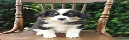 Mixed Breed dogs for sale: Dexter - Ad 4
