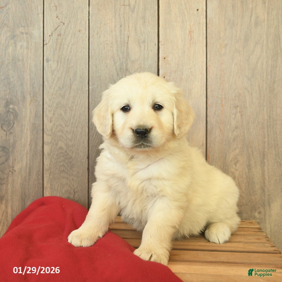 Golden Retriever dogs for sale: Ginger - Ad 4
