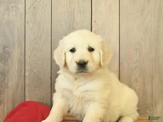 Golden Retriever dogs for sale: Ginger - Ad 4