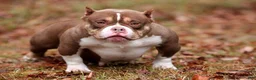 American Bully dogs for sale: Chocolate Tri Merle Female - Ad 7