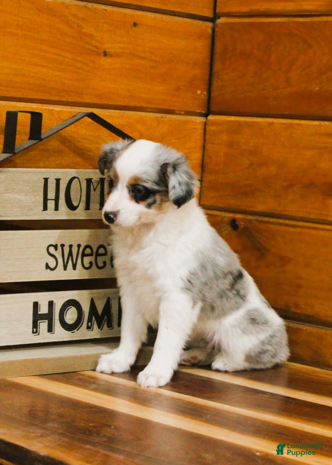 Miniature Australian Shepherd dogs for sale: Miniature Australian Shepherd Puppy 1 - Ad 2