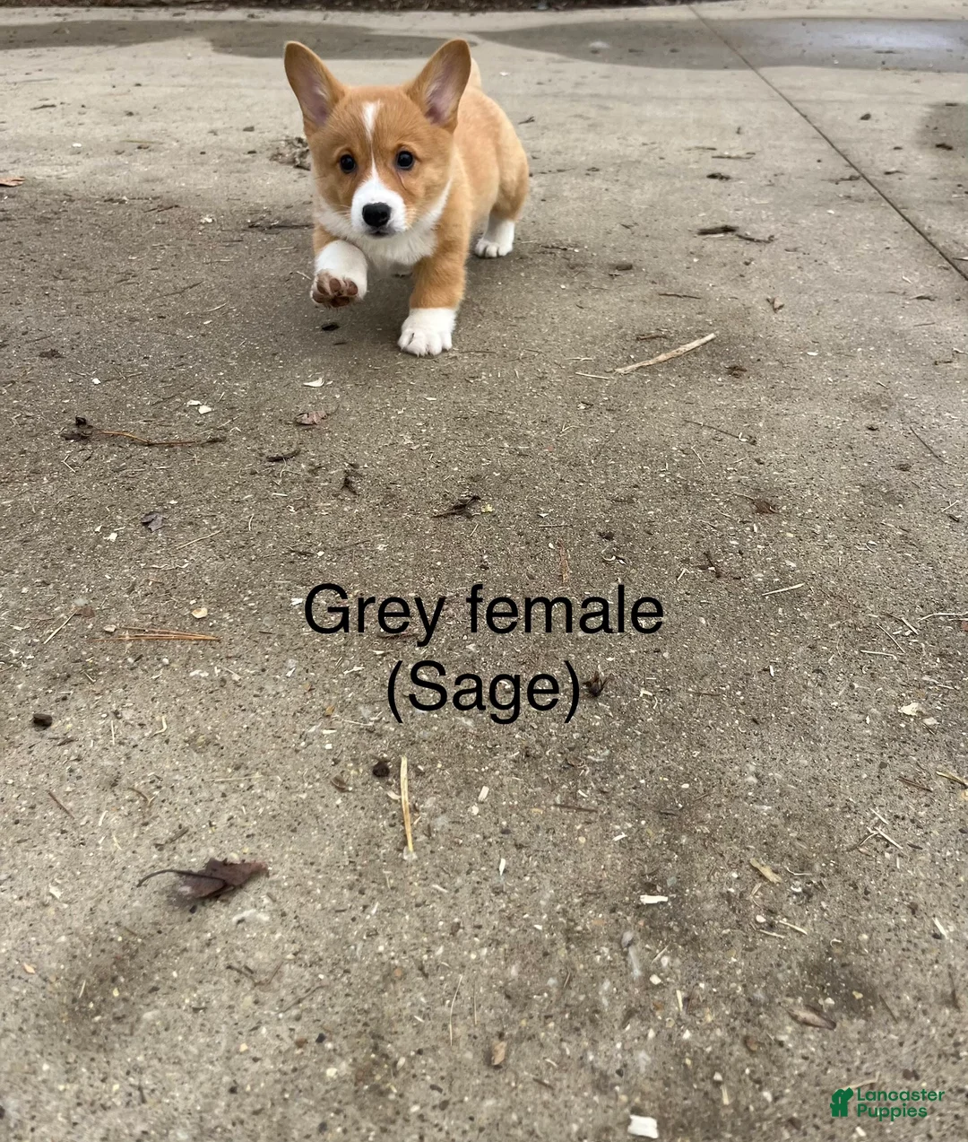 Welsh Corgi Pembroke dogs for sale: Welsh Corgi Pembroke Puppy 4 - Ad 2