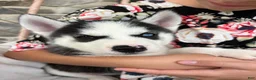Siberian Husky dogs for sale: Siberian Husky 2 - Ad 8