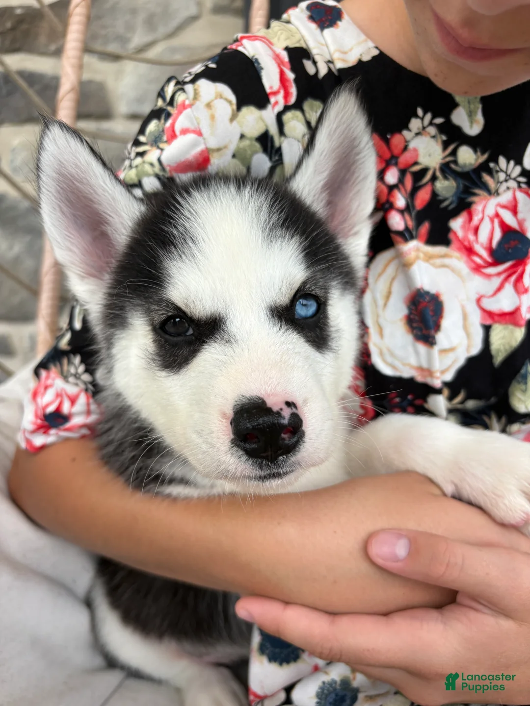 Siberian Husky dogs for sale: Siberian Husky 2 - Ad 8