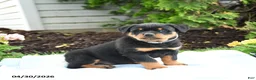 Rottweiler dogs for sale: Vader - Ad 3