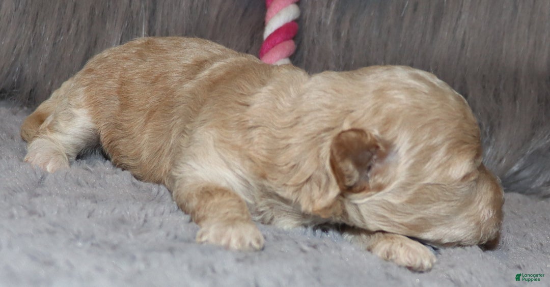 Havapoo dogs for sale: Annabelle Toy/M.👨‍👨‍👦‍👦💞🐕 - Ad 17