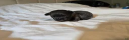 Chihuahua dogs for sale: Jillian - Ad 6