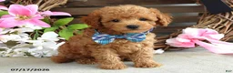 Cavapoo dogs for sale: Mickey - Ad 5