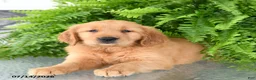 Golden Retriever dogs for sale: Nora - Ad 1