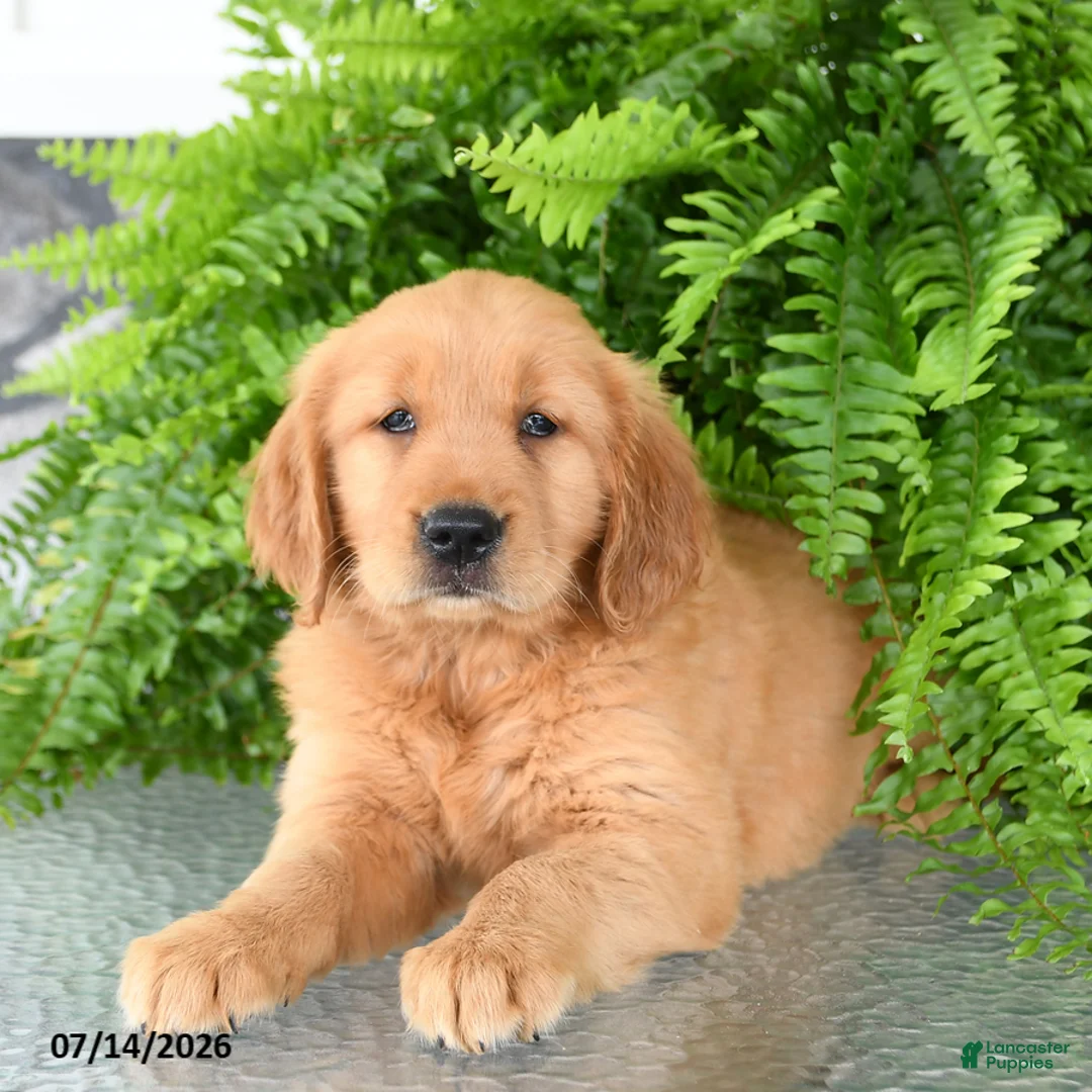 Golden Retriever dogs for sale: Nora - Ad 1