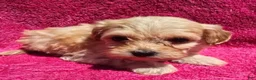 Maltipoo dogs for sale: Fairy  - Ad 1