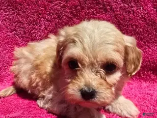 Maltipoo dogs Fairy - Ad 1