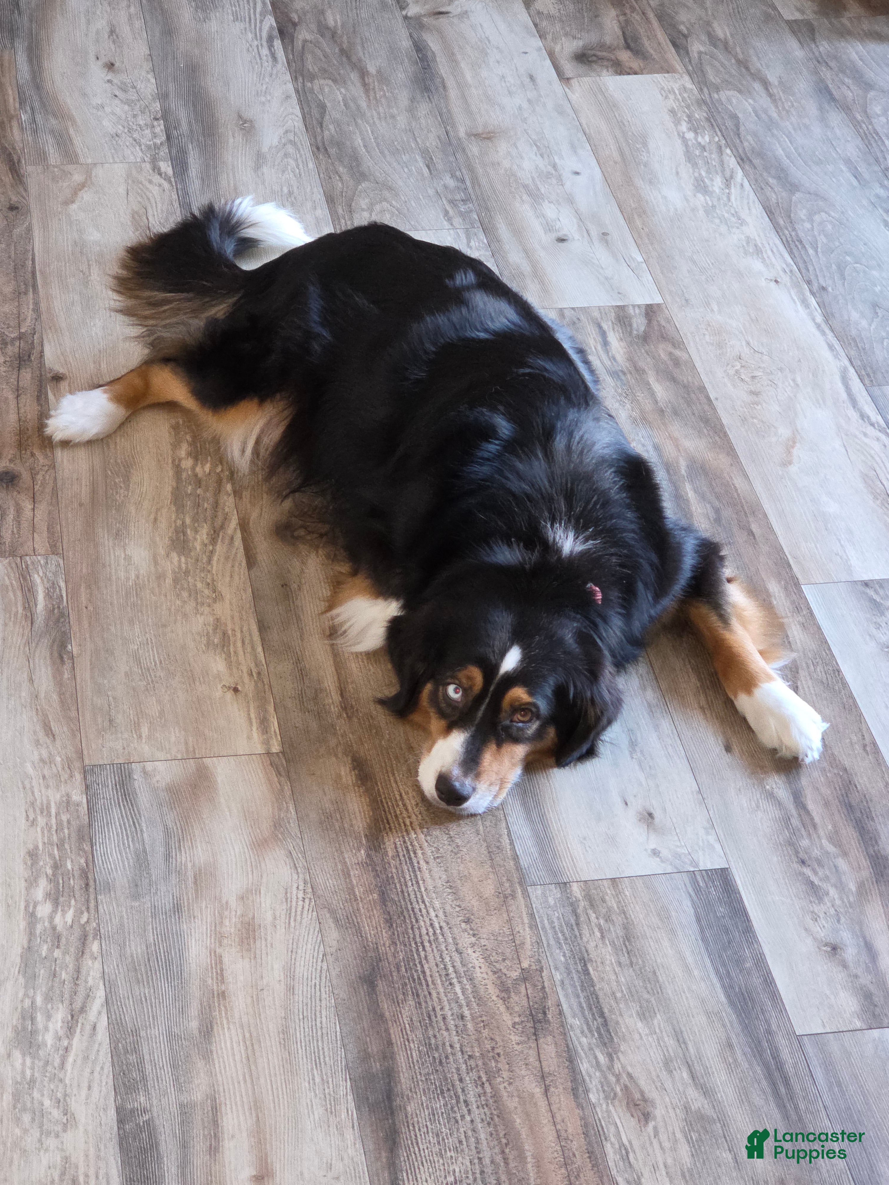 Mixed Breed dogs Bagel - Ad 2