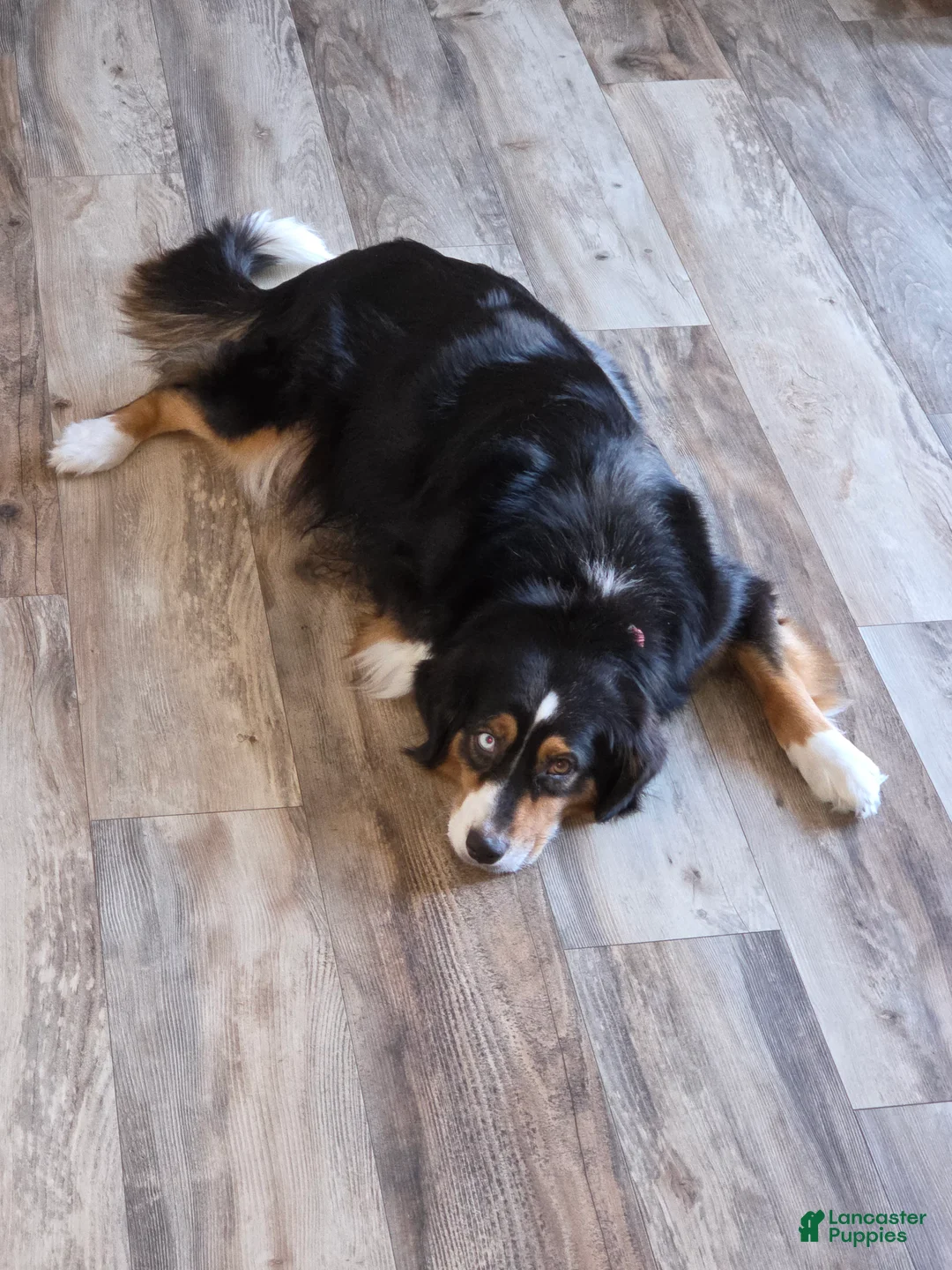 Mixed Breed dogs for sale: Orange Juice - Ad 2