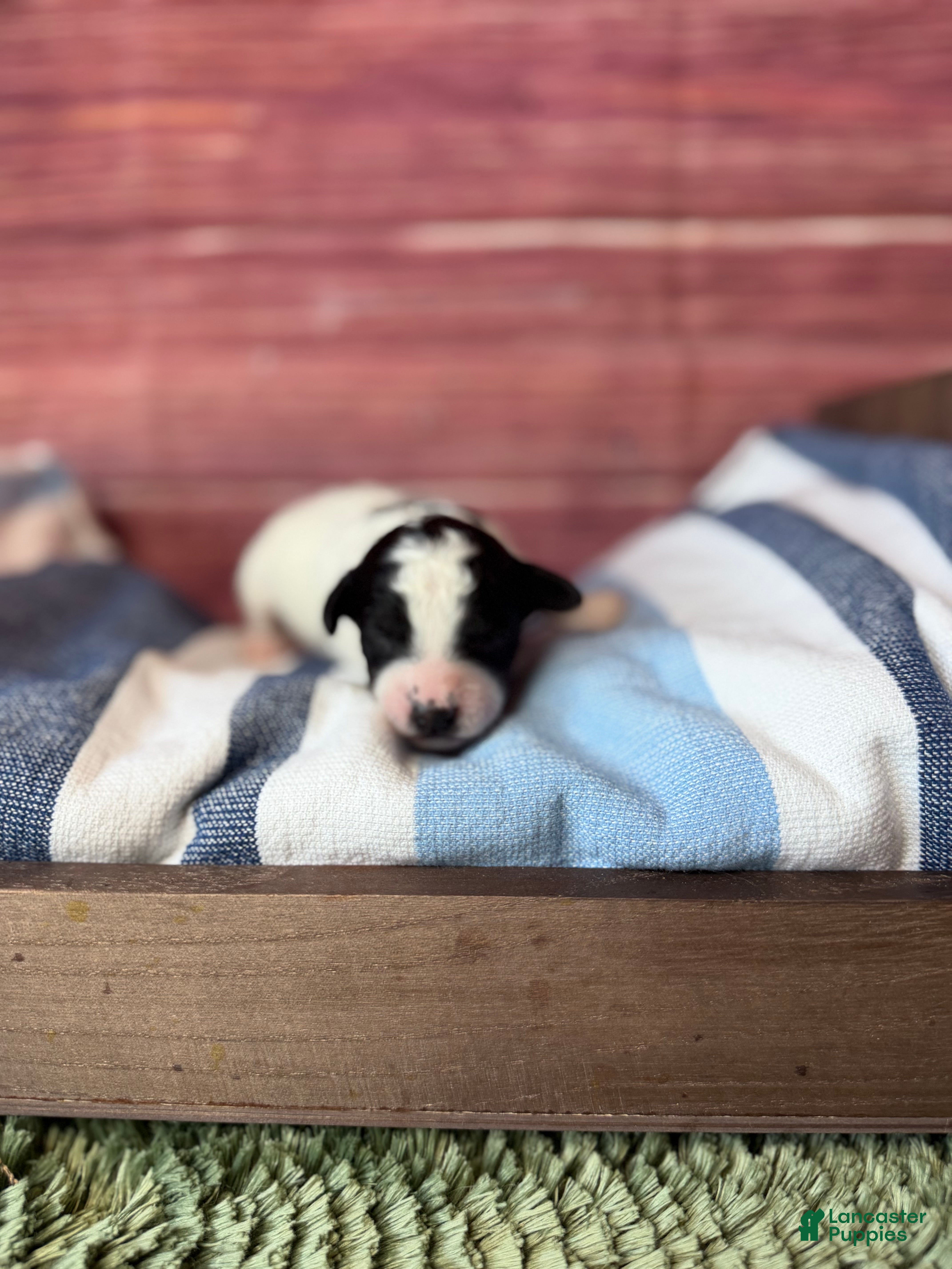 Maltipoo dogs rowan - Ad 2