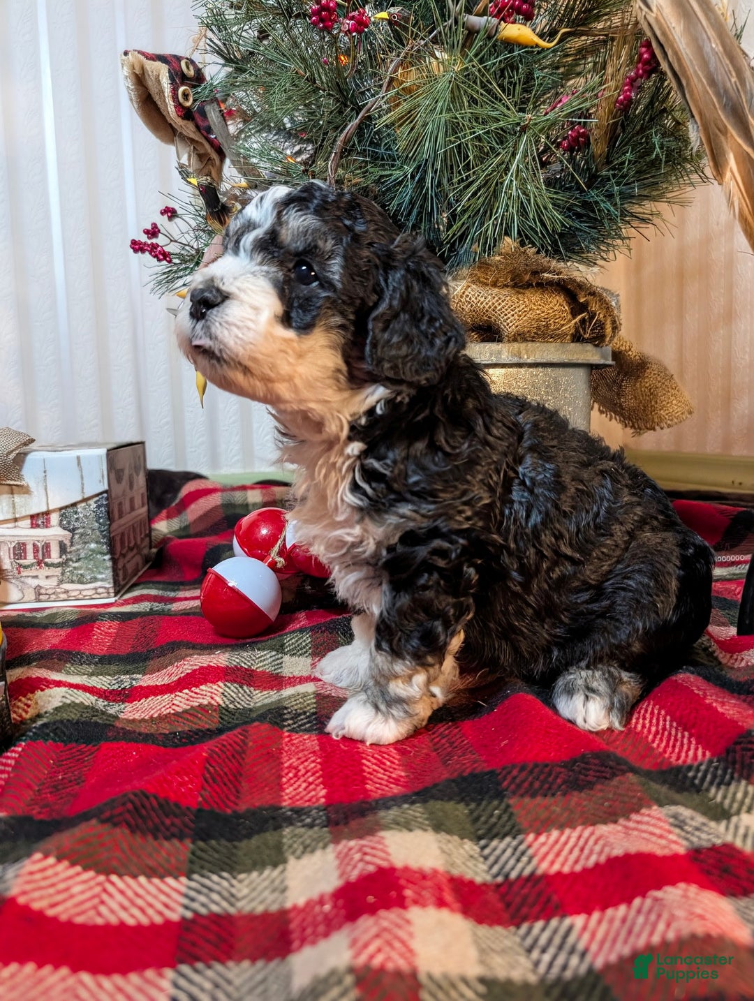 Mini Sheepadoodle dogs for sale: Pierre - Ad 2