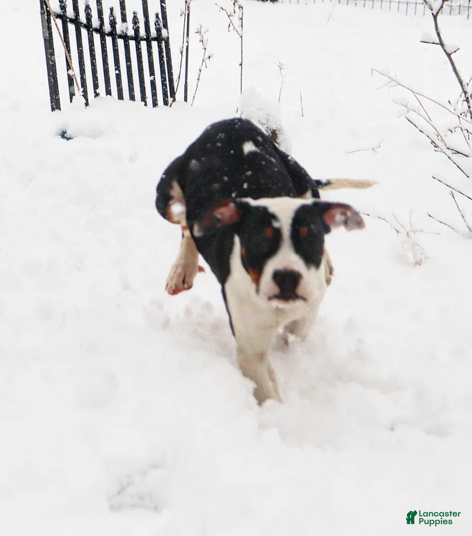 American Bully dogs Raven - Ad 6