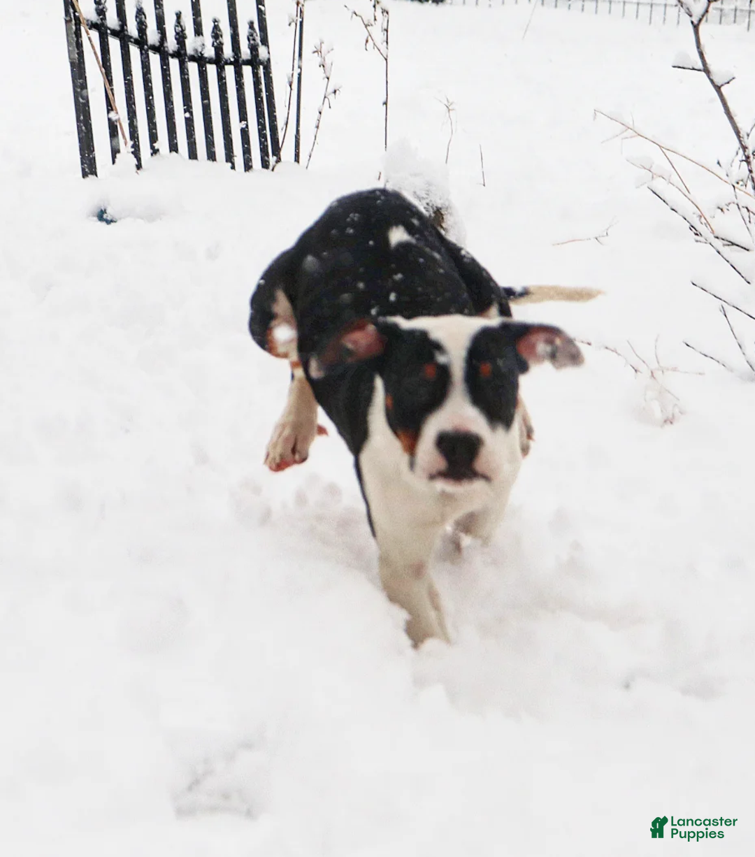 American Bully dogs for sale: Raven - Ad 1