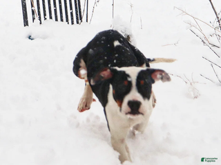 American Bully dogs Raven - Ad 6