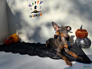 Miniature Pinscher dogs - Ad 28