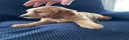 Mixed Breed dogs for sale: Mixed Breed Puppy 2 brown collar  - Ad 2