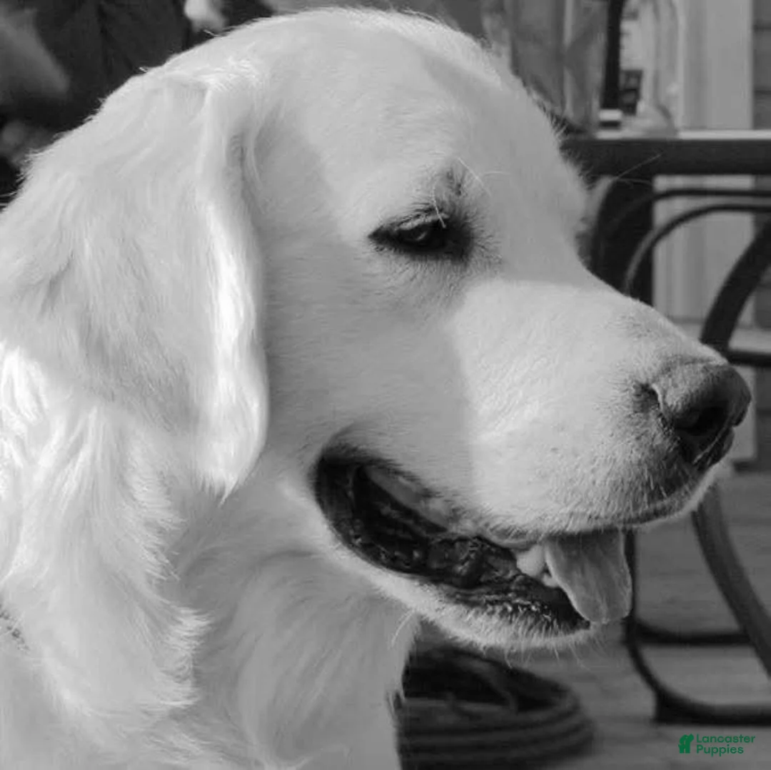 Golden Retriever dogs for sale: Golden Retriever 3 - Ad 2