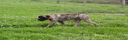 English Mastiff dogs for sale: Tammy - Ad 7