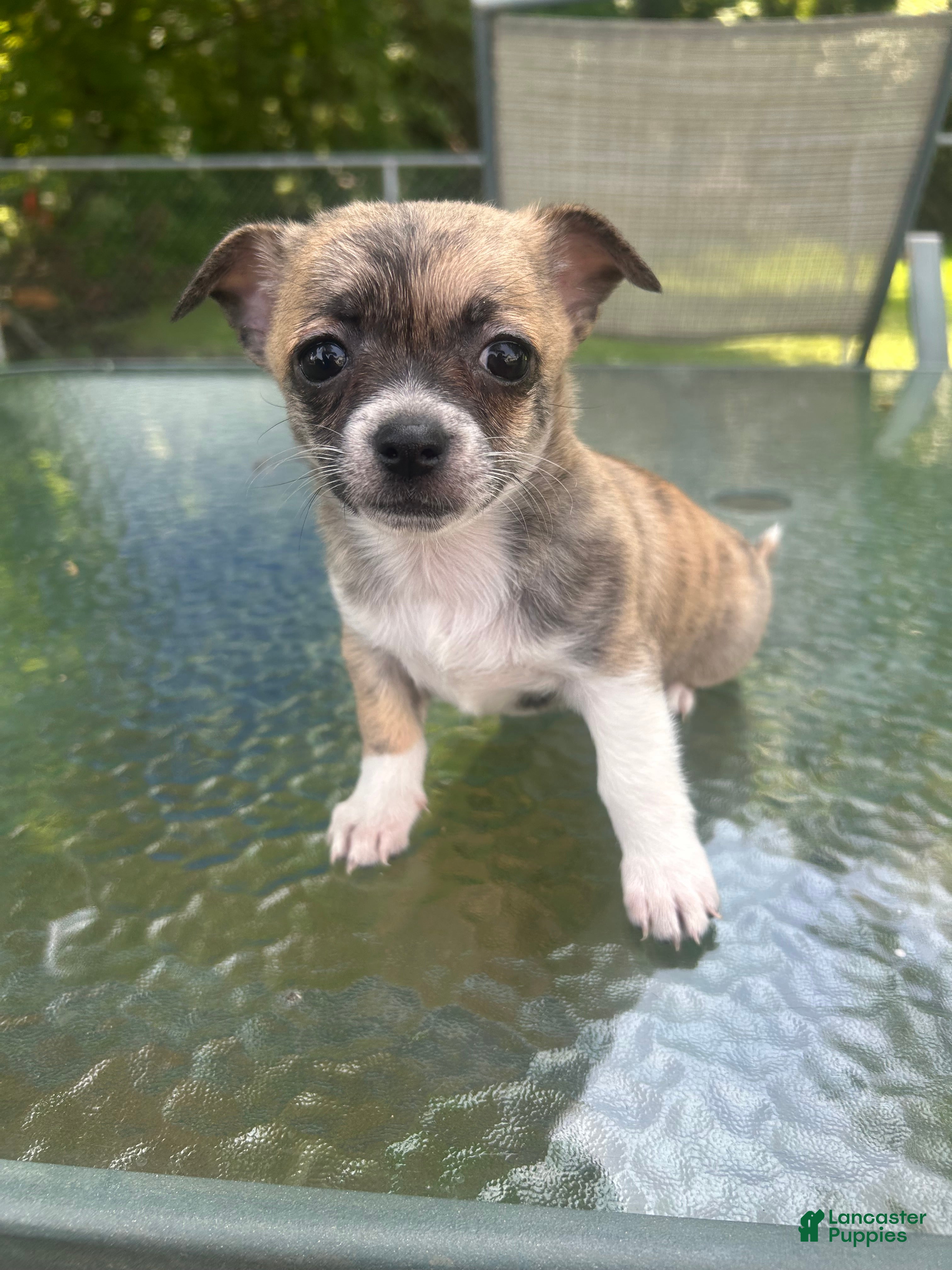 Mixed Breed dogs Sadie - Ad 16
