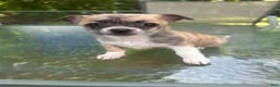 Mixed Breed dogs for sale: Sadie - Ad 1