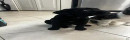 Cane Corso dogs for sale: Cane Corso 1 - Ad 7