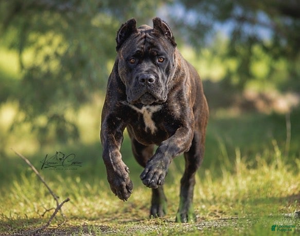 Cane Corso dogs Female 2 - Ad 2